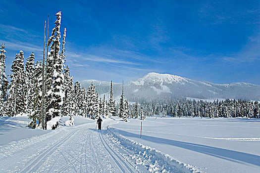 越野滑雪,小路,乐园,草地,华盛顿山,山谷,温哥华岛,不列颠哥伦比亚省,加拿大