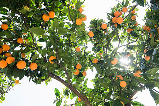 橘树,阳光,马略卡岛,巴利阿里群岛,西班牙,欧洲