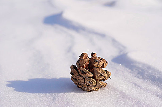 中国冬季白色的雪覆盖着的树林