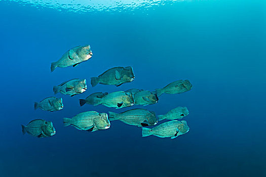 成群,绿色,鹦嘴鱼,深海,巴厘岛