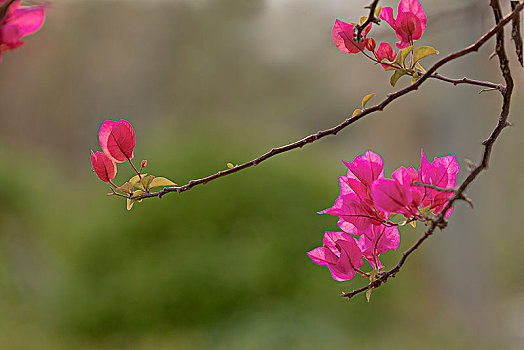 勒杜鹃花开红艳艳