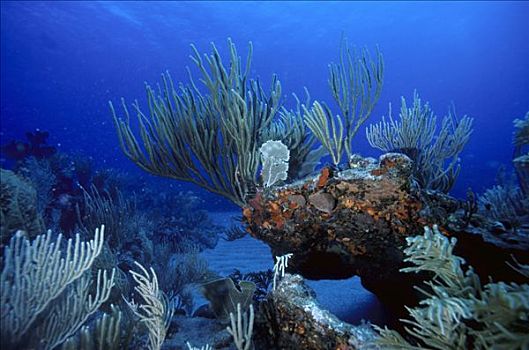 柳珊瑚目,海洋,开屏,低等腔肠动物,加勒比海,地面,美洲