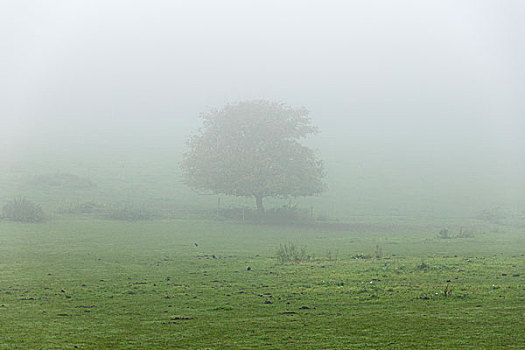 树,地点,雾状,天气