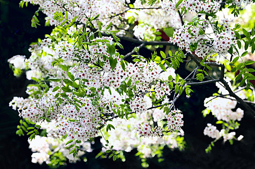 春天里盛开着的美丽的文冠果花