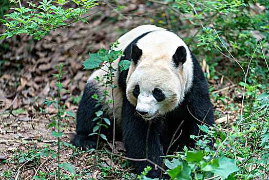 成都大熊猫繁育基地的熊猫