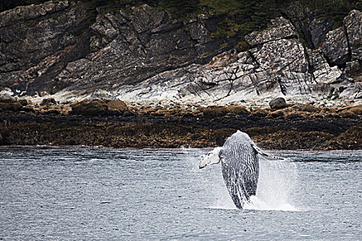 驼背鲸,大翅鲸属,鲸鱼,鲸跃,阿拉斯加,美国