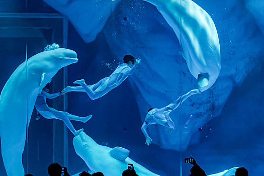 海洋公园白鲸表演