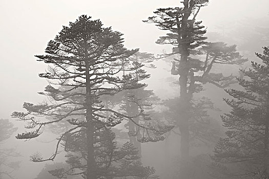 松树,薄雾,跋涉,靠近,大吉岭,西孟加拉,印度,亚洲