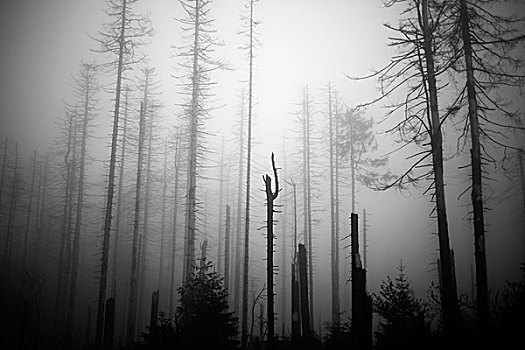 雾状,树林
