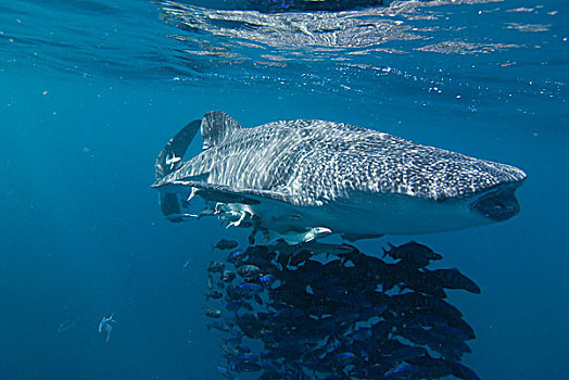 鲸鲨,鱼群,鱼,哥斯达黎加