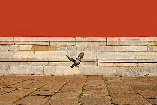 故宫城墙前飞过的鸽子
