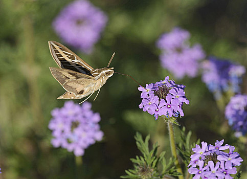 白条天蛾,进食,飞行,草原,马鞭草属植物,花,丘陵地区,德克萨斯,美国,北美