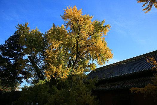 秋染大觉寺