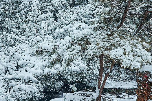 湖南省开福区烈士公园冬季雪景