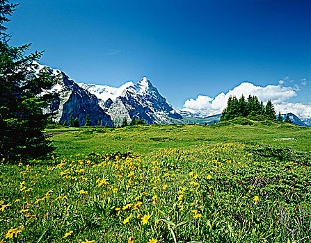 阿尔卑斯草甸,艾格尔峰,山峦,格林德威尔,伯恩,伯尔尼,伯恩高地,阿尔卑斯山,瑞士