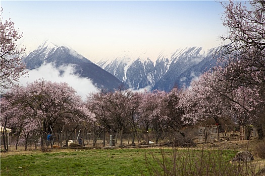 野桃花观赏圣地索松村