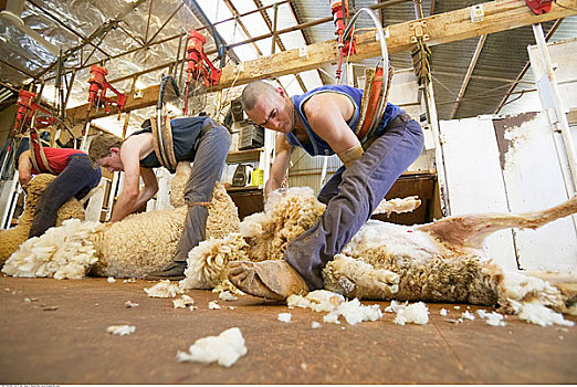 男人,剪羊毛,绵羊,新南威尔士,澳大利亚
