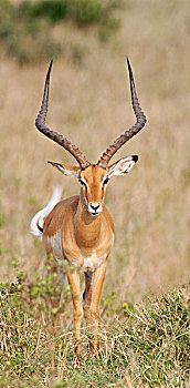 肯尼亚,马赛马拉,国家,野生动植物保护区,住宿,黑斑羚,雄性,尾部
