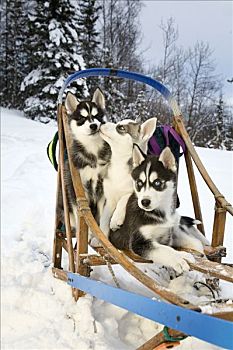 三个,西伯利亚,哈士奇犬,小狗,坐,狗拉雪橇,雪中,阿拉斯加