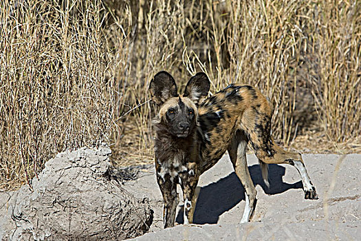 非洲野狗,非洲野犬属,奥卡万戈三角洲,博茨瓦纳