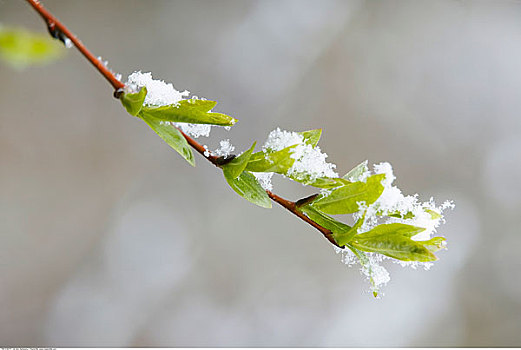 春天,芽,雪