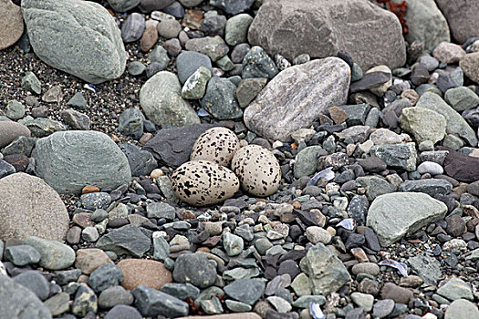 鸻,地面,鸟窝,三个,保护色,蛋,冰,兰格尔圣伊莱亚斯,兰格尔圣伊莱亚斯国家公园,阿拉斯加