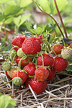 成熟,草莓,植物,农场,安大略省,加拿大