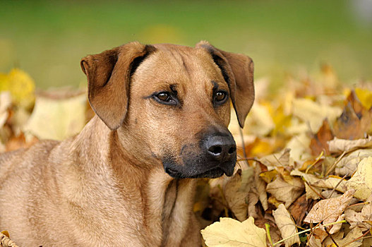 杂交品种,罗德西亚背脊犬,头像,正面,堆,叶子