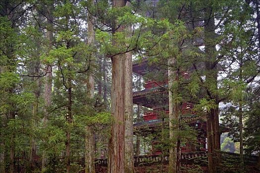 塔,树林,日本
