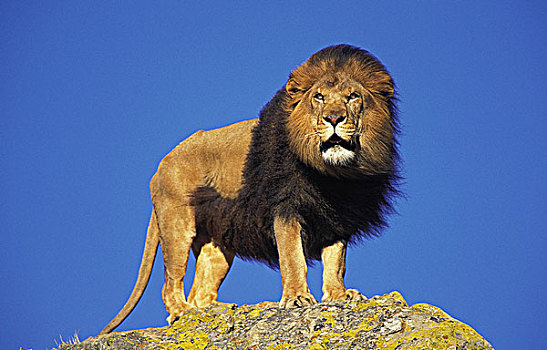 非洲狮,狮子,雄性,站立,石头
