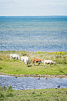 母牛,草场,海上