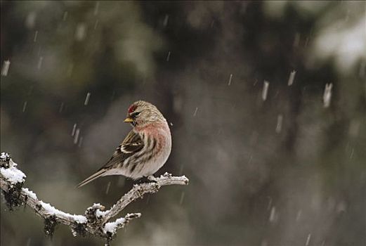 普通,婚羽,下雪,阿拉斯加