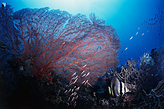 太平洋,珊瑚,鱼,深海,大幅,尺寸