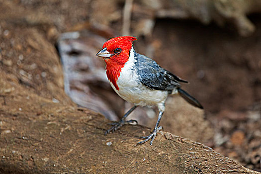 红色,红雀,考艾岛,夏威夷,美国