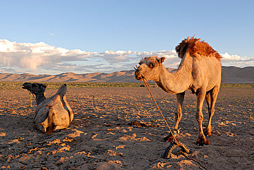 两个,骆驼,晚间,亮光,正面,沙子,沙丘,戈壁,沙漠,国家,公园,蒙古,亚洲