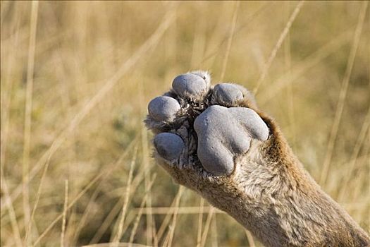 爪子,狮子,埃托沙国家公园,纳米比亚,非洲