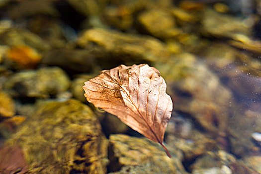 秋叶,纯净水