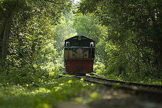 铁路,列车,雨林,孟加拉,六月,2008年