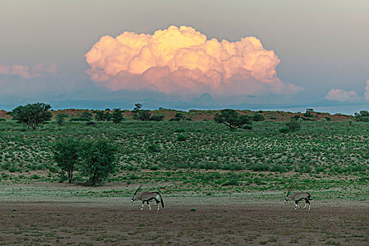 光亮,云,上方,山谷,南非大羚羊,羚羊,卡拉哈迪大羚羊国家公园,南非,非洲