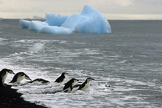 南极,南,设得兰群岛,欺骗岛,帽带企鹅,海洋