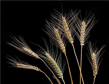 小麦,隔绝,黑色背景,背景