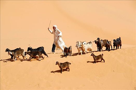 牧人,山羊,却比沙丘,梅如卡,摩洛哥