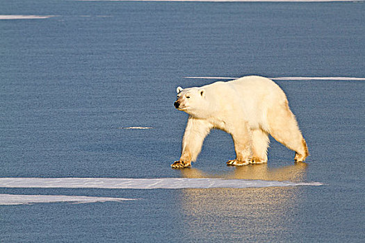 北极熊,走,冰冻,水塘,丘吉尔市,野生动物,管理,区域,曼尼托巴,加拿大