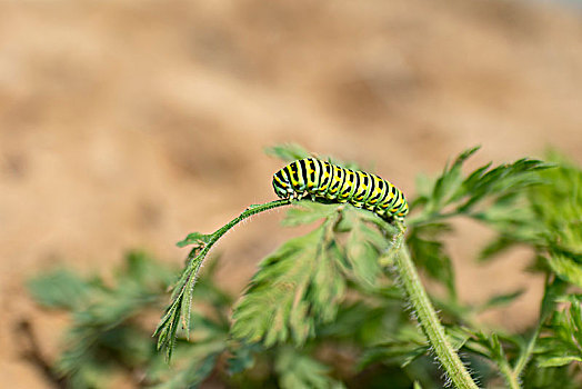 茴香虫