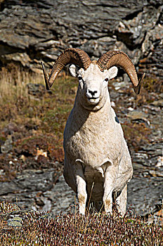 特写,野大白羊,白大角羊,站立,岩石,山坡,阿拉斯加,北美