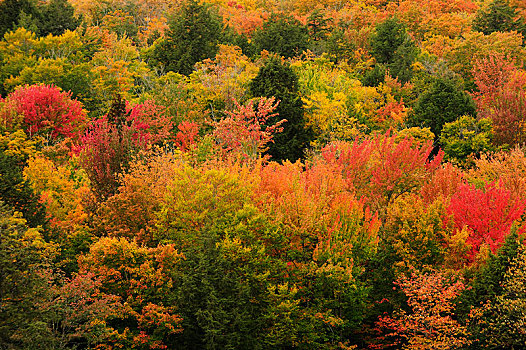 落叶林,秋色,深秋,阿尔冈金省立公园,安大略省,省,加拿大,北美