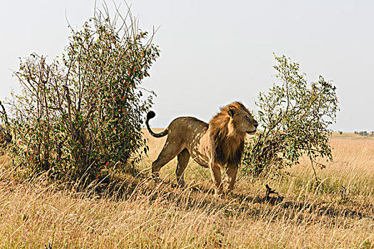 狮子,雄性,标记,灌木,马赛马拉,肯尼亚,非洲