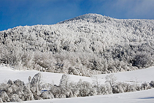 树,土地,积雪,魁北克,加拿大