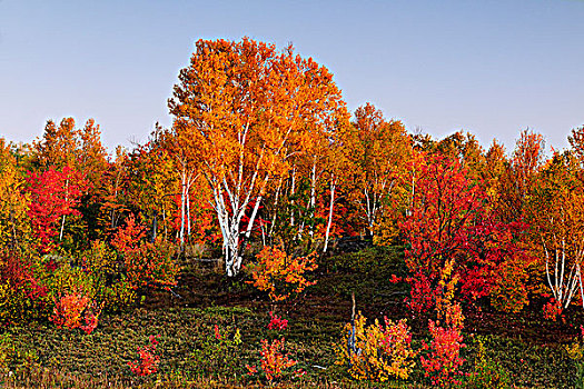 桦树,枫树,彩色,山坡,萨德伯里,安大略省,加拿大