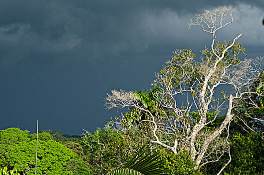 树荫,景色,国家公园,亚马逊雨林,厄瓜多尔,南美